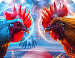 cockfight